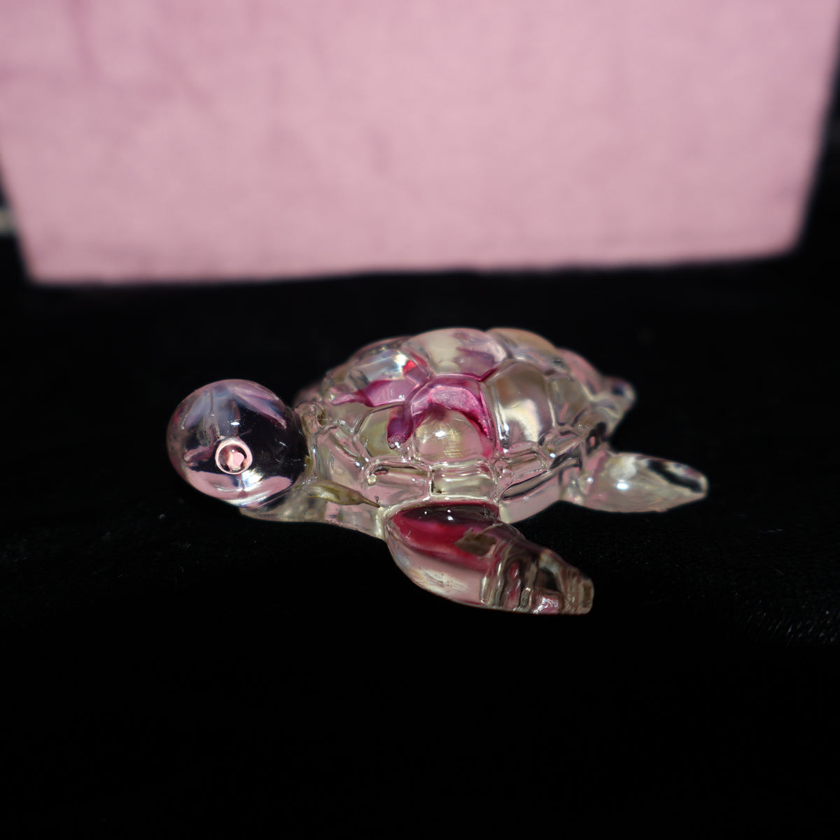 Tortue de mer - Étoile égyptienne