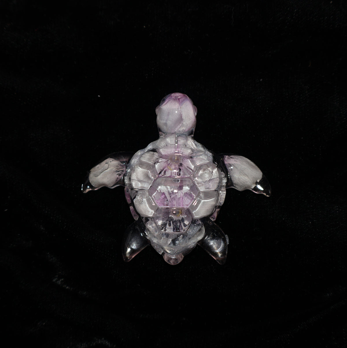 Tortue de mer - Phlox