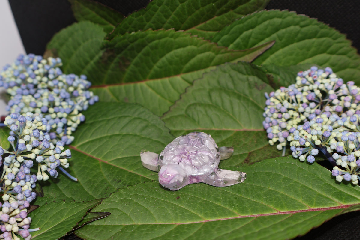 Tortue de mer - Phlox